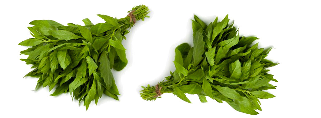 EPAZOTE, ALTERNATIVA NATURAL PARA QUE PRODUCTORES COMBATAN AL GORGOJO DEL MAÍZ