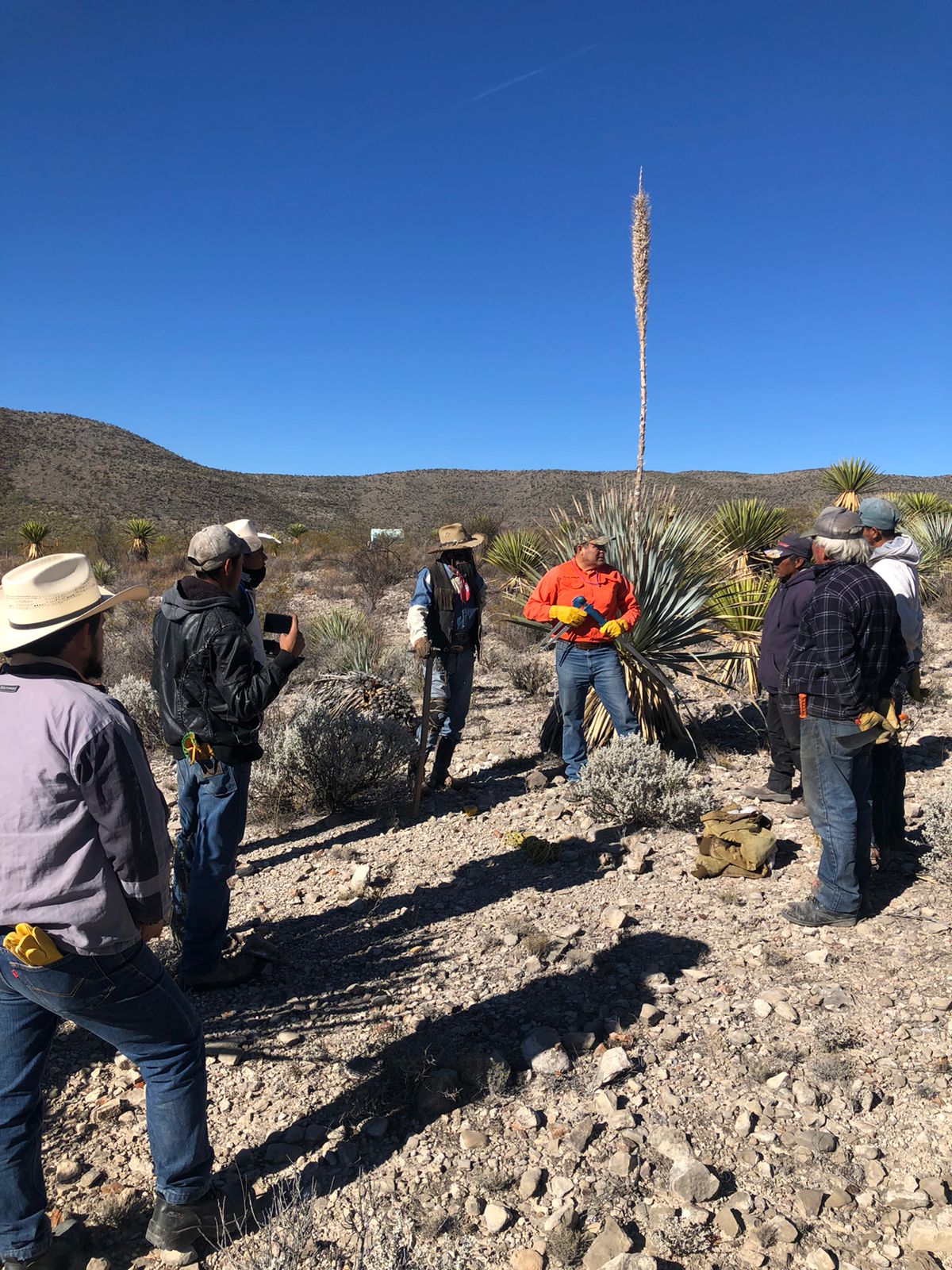 el-trabajo-del-sotol