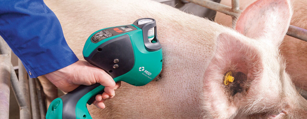 INNOVACIÓN Y SEGURIDAD: GRANJAS PORCÍCOLAS MEXICANAS GARANTIZAN LA INOCUIDAD ALIMENTARIA