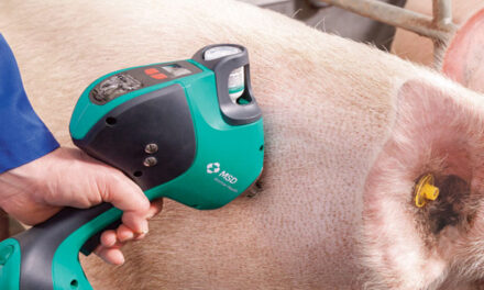 INNOVACIÓN Y SEGURIDAD: GRANJAS PORCÍCOLAS MEXICANAS GARANTIZAN LA INOCUIDAD ALIMENTARIA