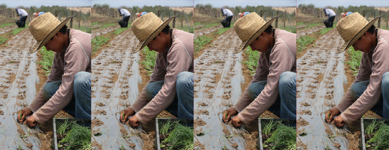 CAMPO VIVO LANZA NUEVOS PRODUCTOS ORGÁNICOS Y REFUERZA SU COMPROMISO CON EL CAMPO MEXICANO Y LA SOCIEDAD