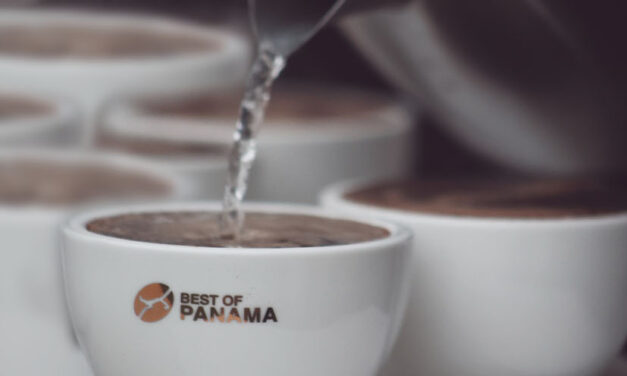 La subasta electrónica de Panama con cafés de lujo partió de 100 dólares el kilo