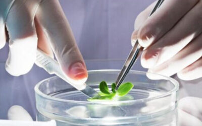 Científicos de la Universidad Estatal de Michigan investigan formas de educar a los consumidores sobre los beneficios para la salud y la seguridad alimentaria de los alimentos desarrollados con biotecnologías