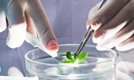 Científicos de la Universidad Estatal de Michigan investigan formas de educar a los consumidores sobre los beneficios para la salud y la seguridad alimentaria de los alimentos desarrollados con biotecnologías