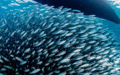 Economía azul: por qué los blue foods y la pesca artesanal son el futuro sostenible del planeta*