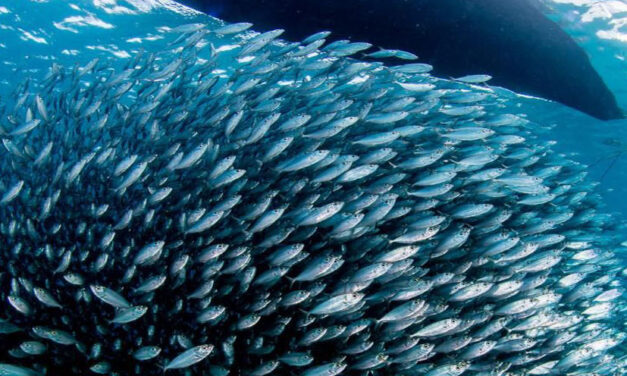 Economía azul: por qué los blue foods y la pesca artesanal son el futuro sostenible del planeta*
