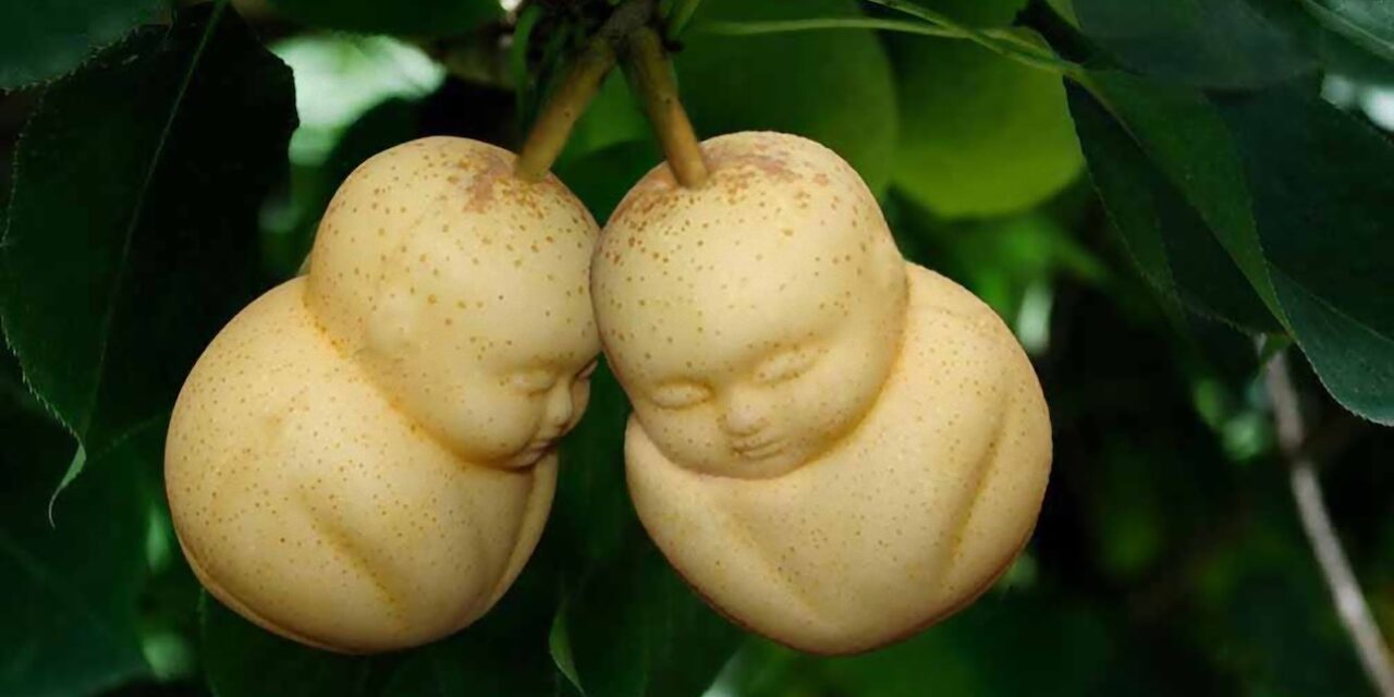 Frutas cuadradas, la extravagancia oriental