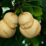 Frutas cuadradas, la extravagancia oriental