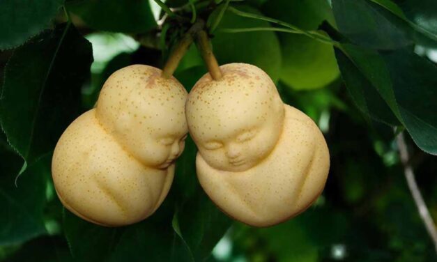Frutas cuadradas, la extravagancia oriental